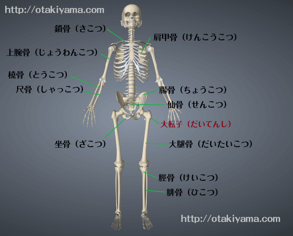 骨標本　骨の名前