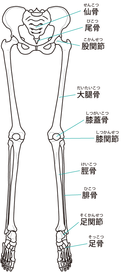 下肢の骨