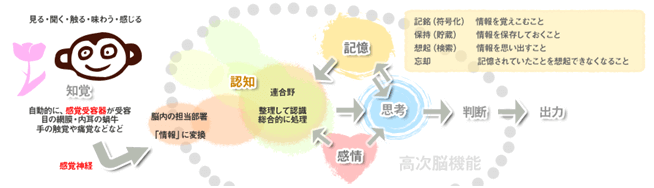 高次脳機能障害とは　注意障害（半側空間無視）・失行・失語・認知症