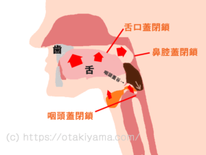 正常な嚥下