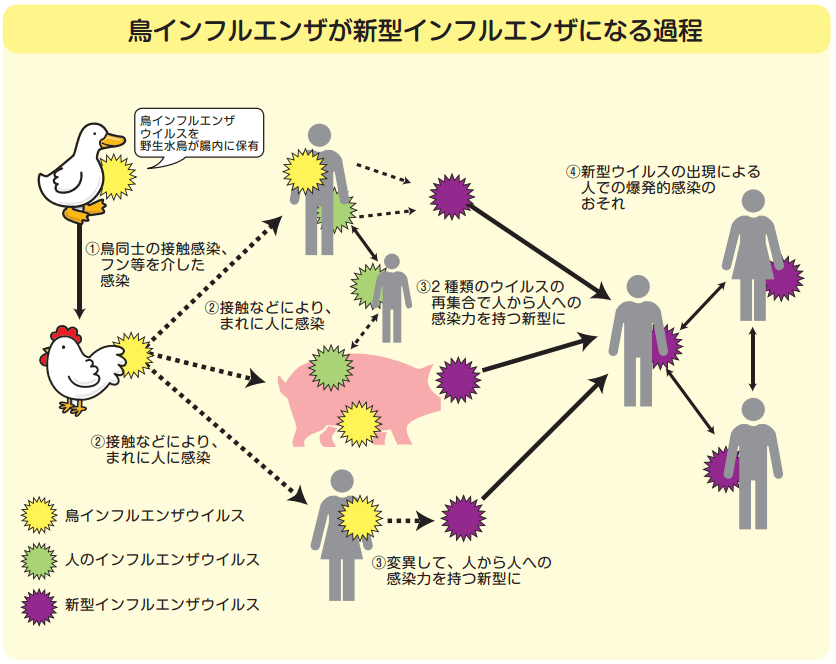 インフルエンザ治療薬のタミフル・リレンザ・イナビルの備蓄