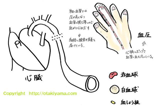 血圧とは　上の血圧「収縮期血圧」下の血圧「拡張期血圧」の意味