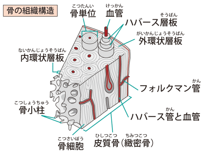 骨組織の基本構造