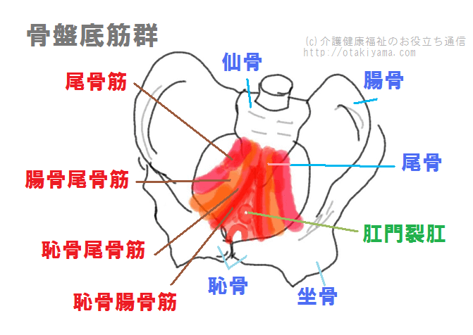 尿失禁の原因にもなる骨盤底筋群の図