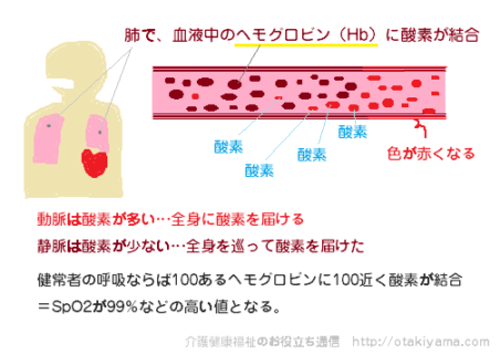 パルスオキシメーターは爪に光線を当てて、血液に含まれる酸素の度合い(％)を測定