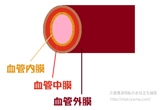 血管の構造　血管内膜・血管中膜・血管外膜