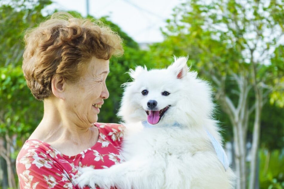 高齢者とペットの犬